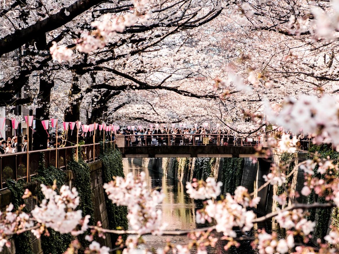 Cherry blossoms in full bloom along the Meguro River in Tokyo