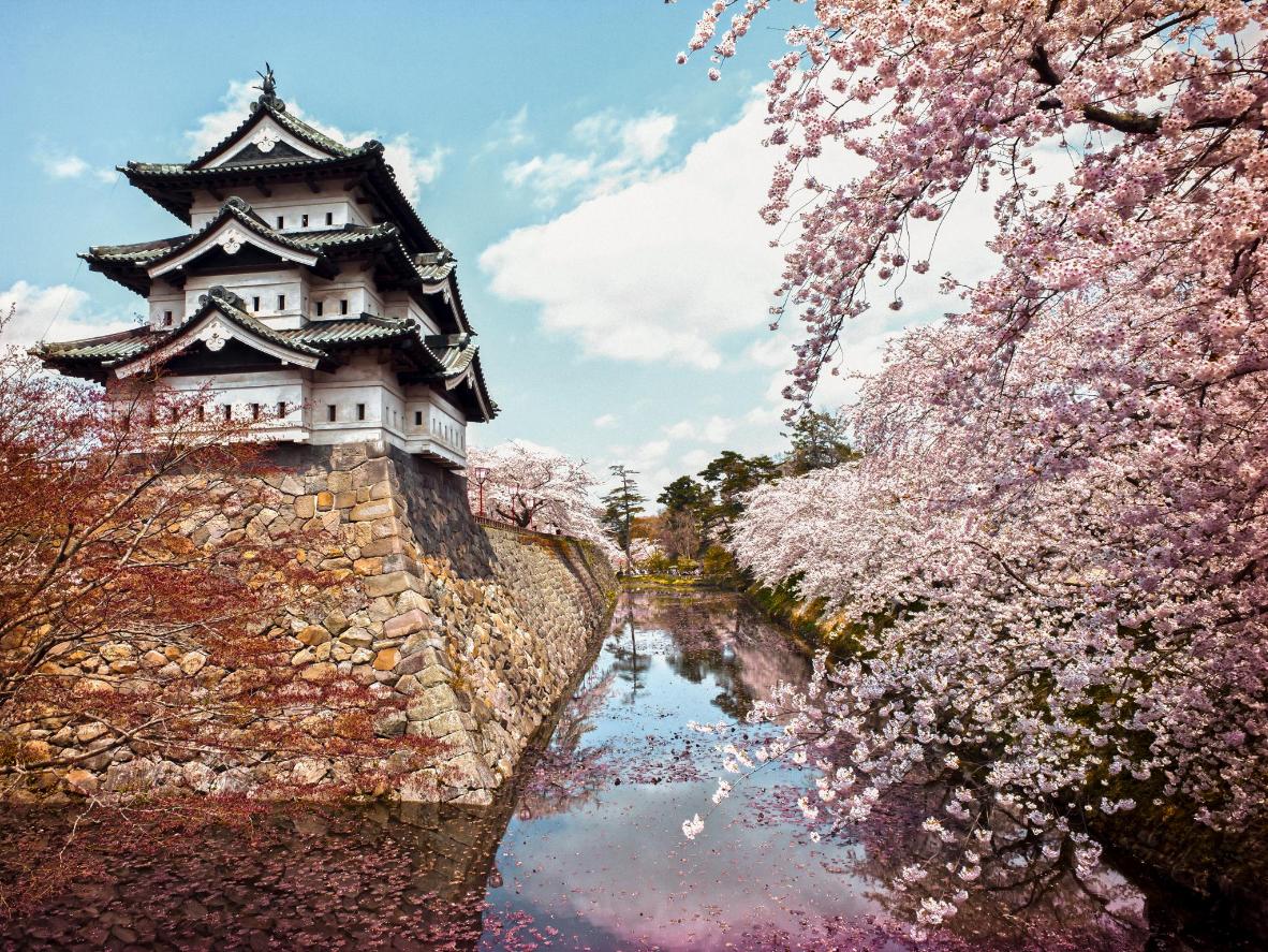 Замок Хиросаки в Аомори весной в окружении окутанных розовыми цветами деревьев