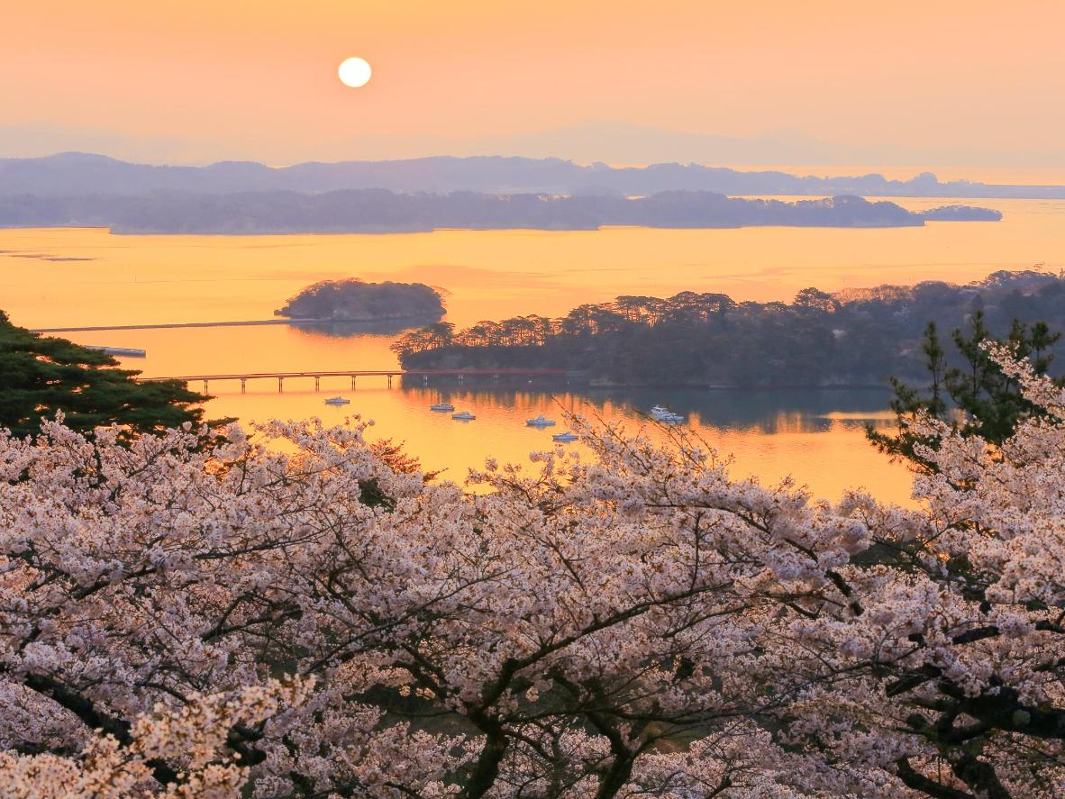 Spektakularny widok na sakurę w parku Matsu