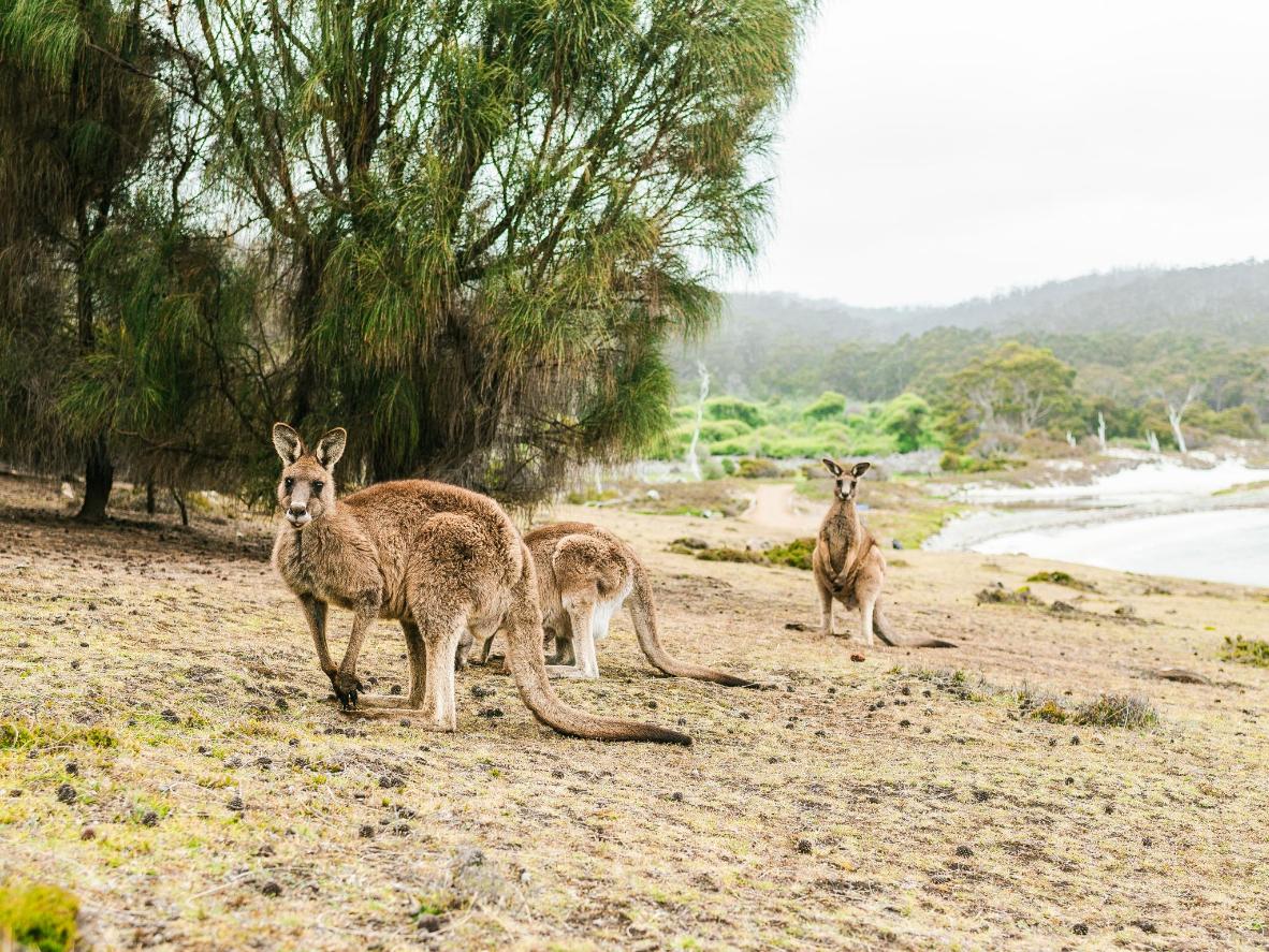 Wyrusz w podróż na Wyspę Kangura i zobacz niesamowitą różnorodność jej przyrody