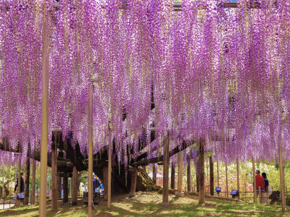 Wybierz się na spacer i odpocznij w cieniu wielkiej, 160-letniej glicynii w parku kwiatowym Ashikaga