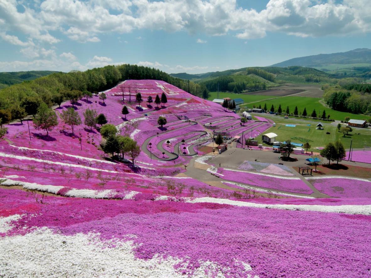 Suba as colinas do Higashimokoto Shibazakura Park para aproveitar a vista espetacular do musgo phlox cor-de-rosa