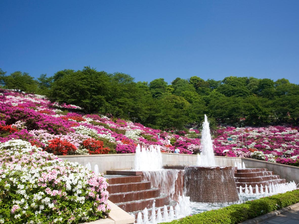 Nishiyama Park is one of the best spots in Japan for azalea viewing