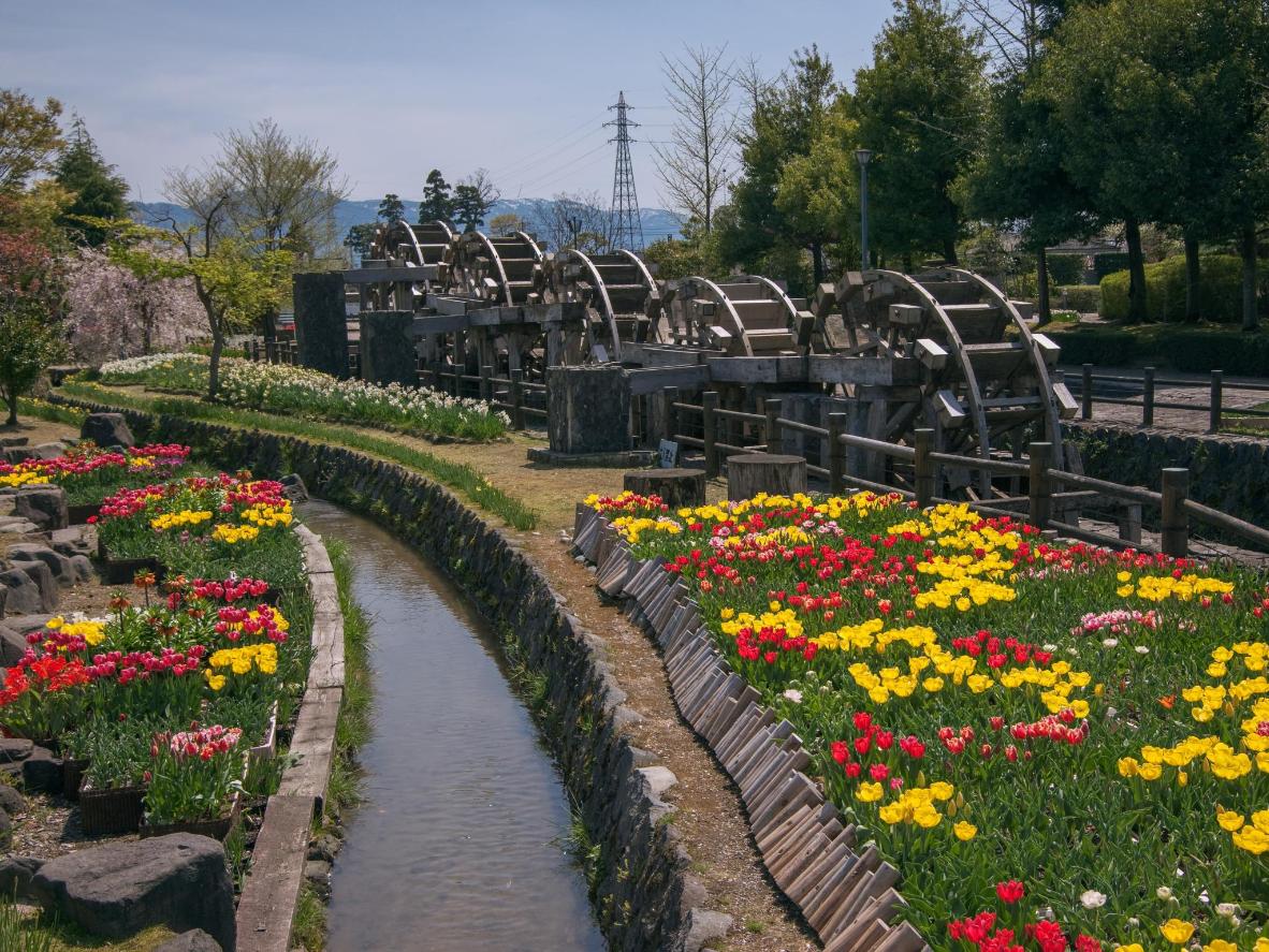 Une petite rivière avec des roues à eau traversant le parc de tulipes de Tonami