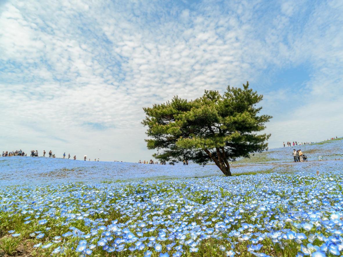 Admira campos de flores azules infinitos en el parque costero de Hitachi