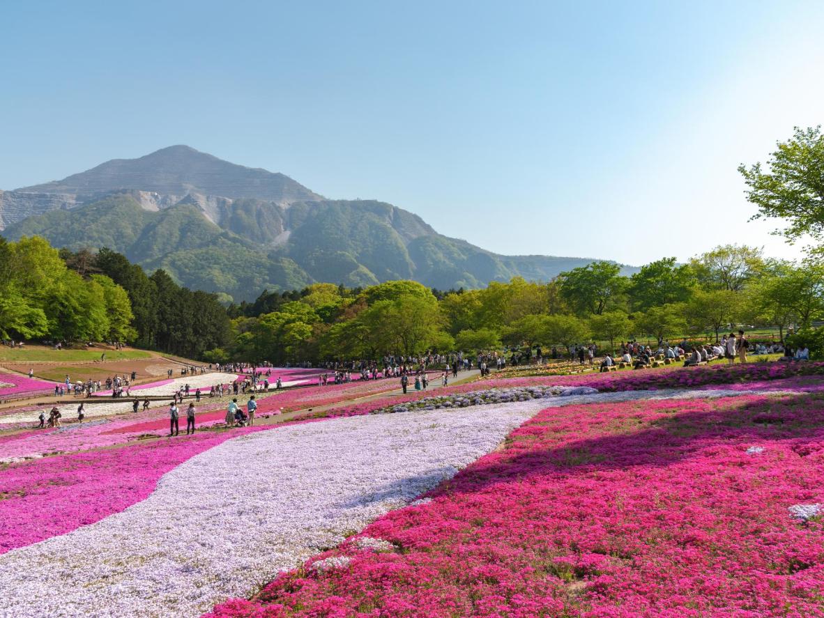 Moss-filled meadows blossom at Hitsujiyama Park with Mount Buko in the background