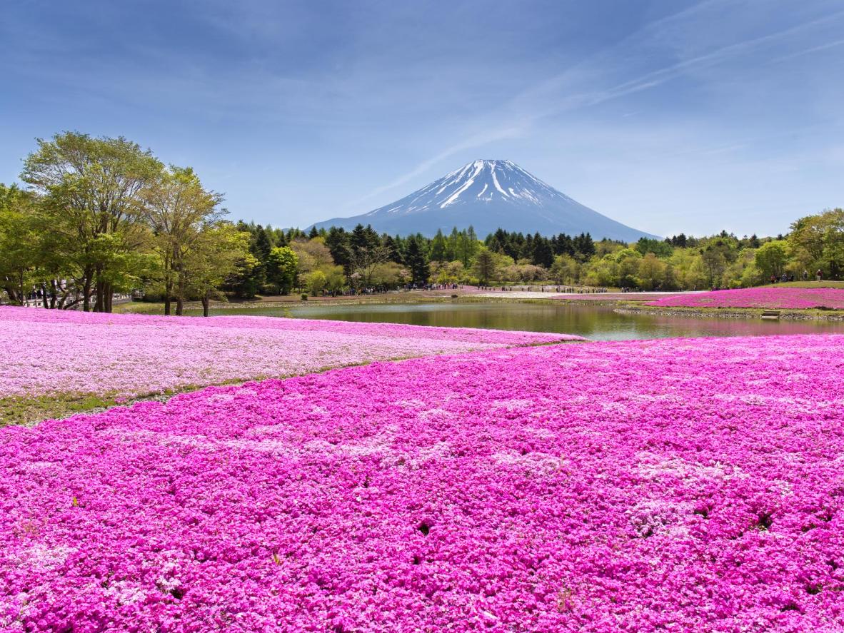 Des champs de phlox mousse rose avec le mont Fuji au loin