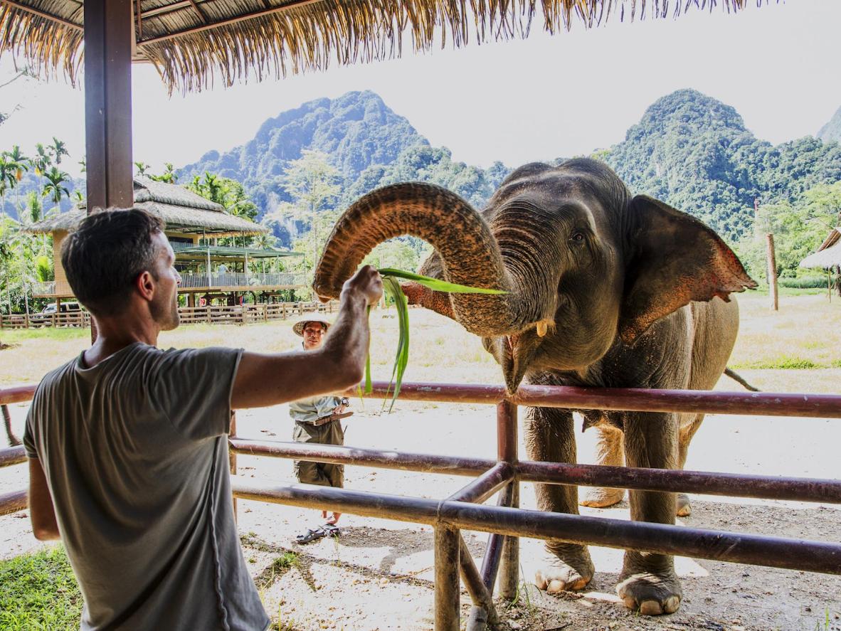 Feed rescued elephants while volunteering in Thailand
