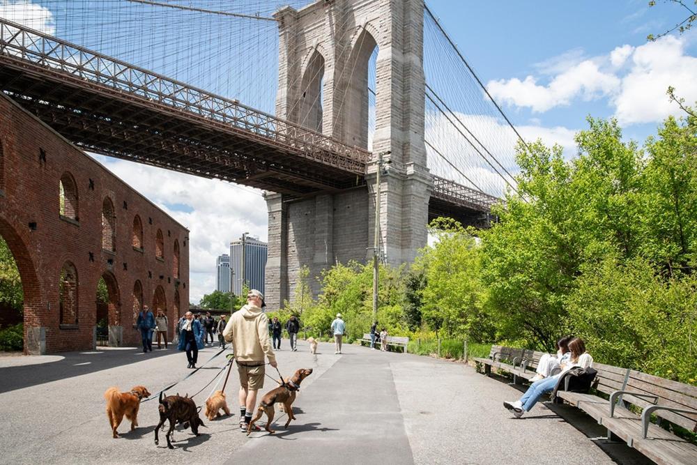  A man walks his dogs beneath the Brooklyn Bridge, showcasing a serene moment in an urban setting