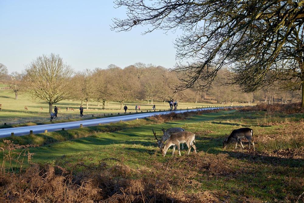 A group of deer peacefully grazing on a grassy field in London, surrounded by nature's beauty.