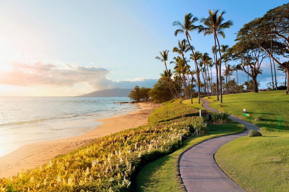 A sunny beach in Hawaii with palm trees and a winding path in the foreground