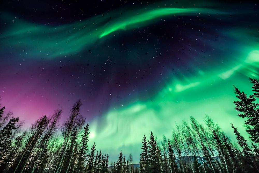 Grüne und violette Bänder tanzen am Himmel über Fairbanks