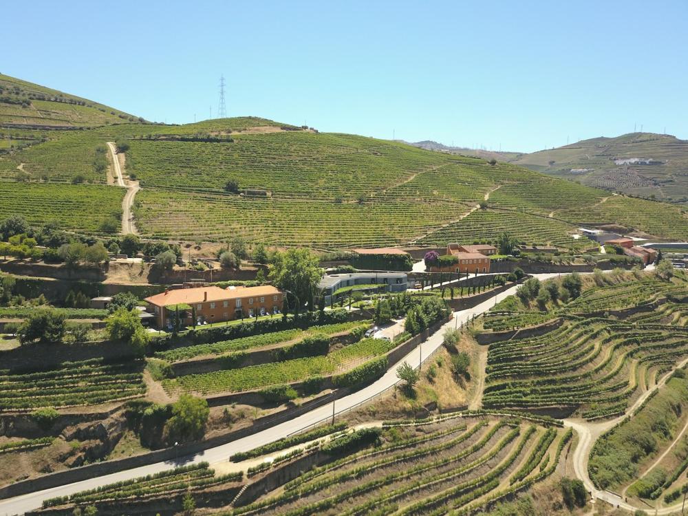 Scenic view of Quinta do Vallado vineyard in Portugal, featuring rows of vibrant grapevines and rolling hills.