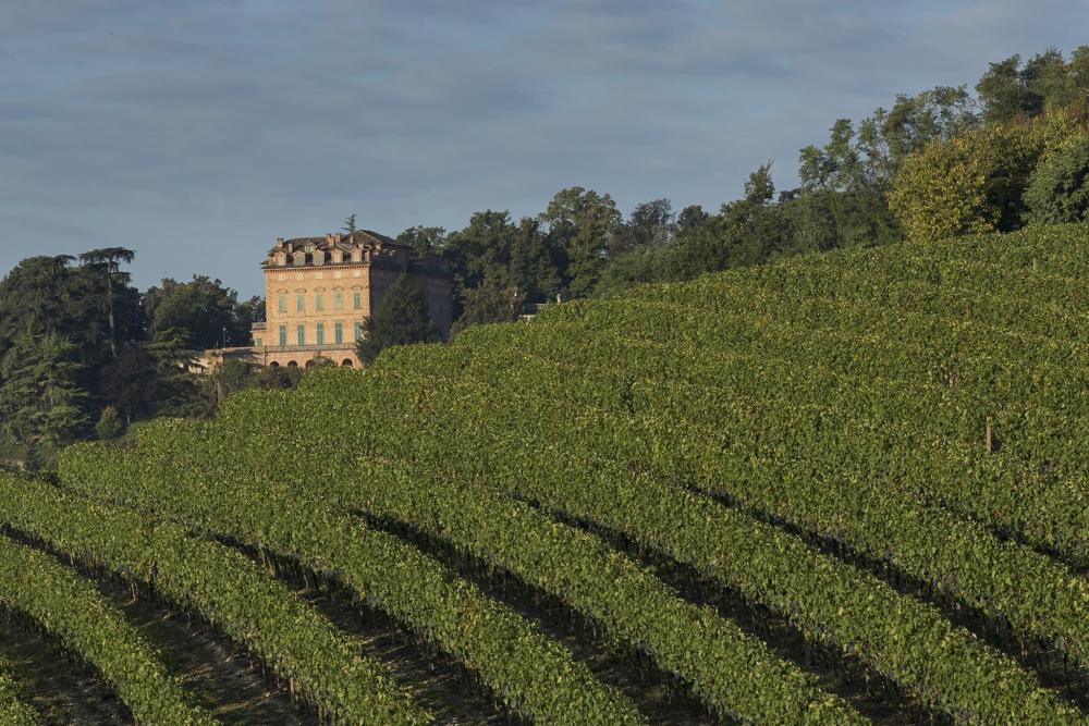 A picturesque vineyard at Locanda Marchesi Alfieri, Italy, featuring lush green rows of grapevines under a clear sky.