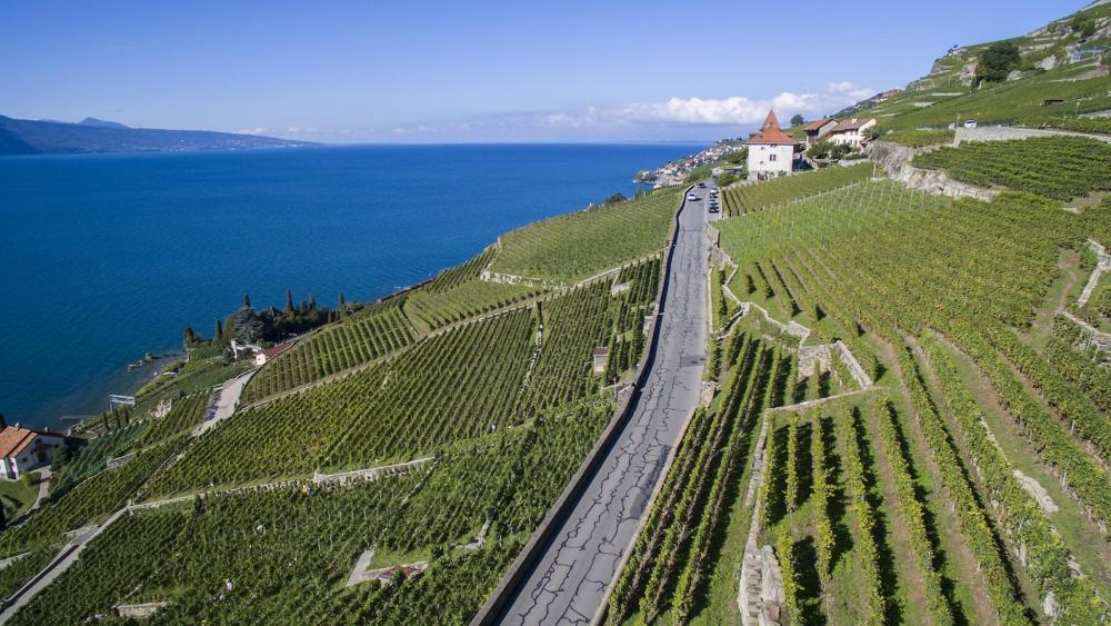 The charming landscape of Domaine du Burignon vineyard in Switzerland can be seen, showcasing a road beside flourishing grapevines.
