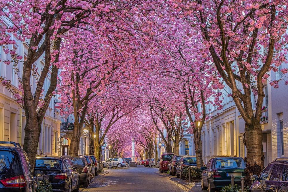 A picturesque street in Bonn, adorned with blooming pink trees and lined with parked cars, creating a serene atmosphere.