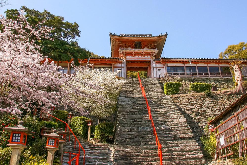 Wakayama's Wakaura Tenmangu Shrine comes alive with the arrival of cherry blossoms, offering a blend of cultural richness and natural splendour
