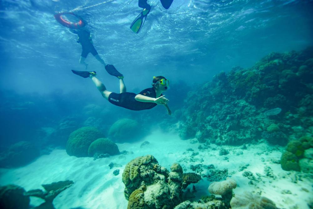 Take a once-in-a-lifetime snorkelling and diving trip on the Great Barrier Reef