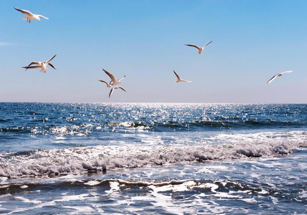 A flock of seagulls soaring above the ocean waves in Santa Catarina, capturing the essence of the coast