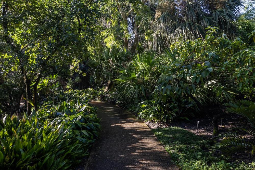 A path is surrounded by grass, bushes, and trees at Harry P. Leu Gardens