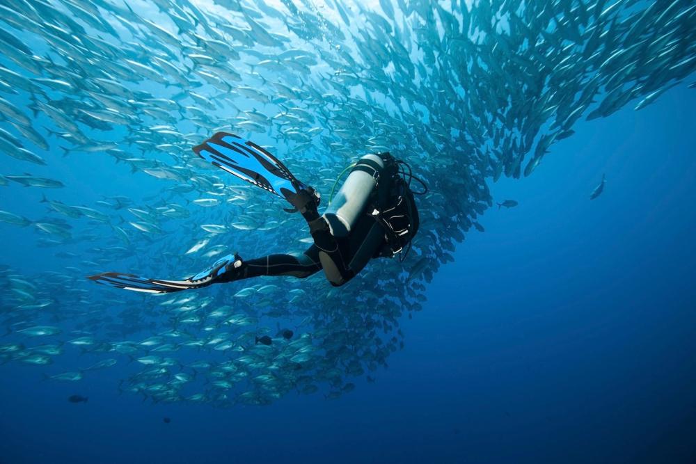 A diver in a scuba suit swims among a vibrant school of fish in clear blue water