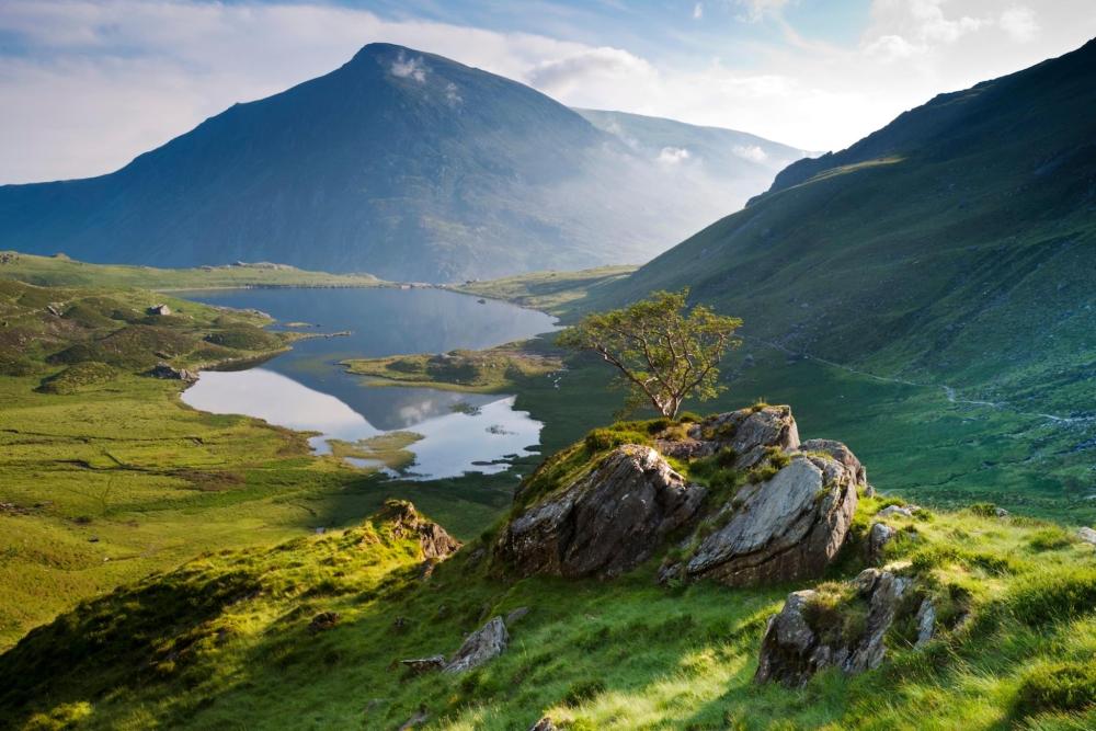 A solitary tree on a hillside provides a scenic view of Aran Fawddwy and the lake below
