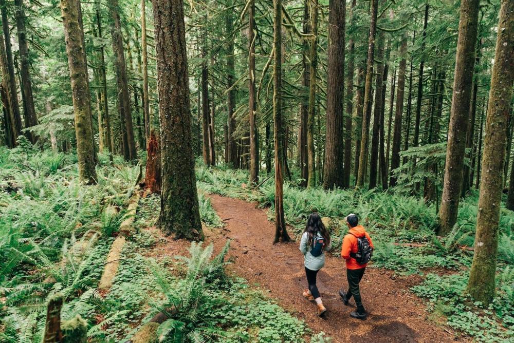 Two individuals stroll along a forest trail in Hood River, Oregon, surrounded by lush greenery and tall trees.