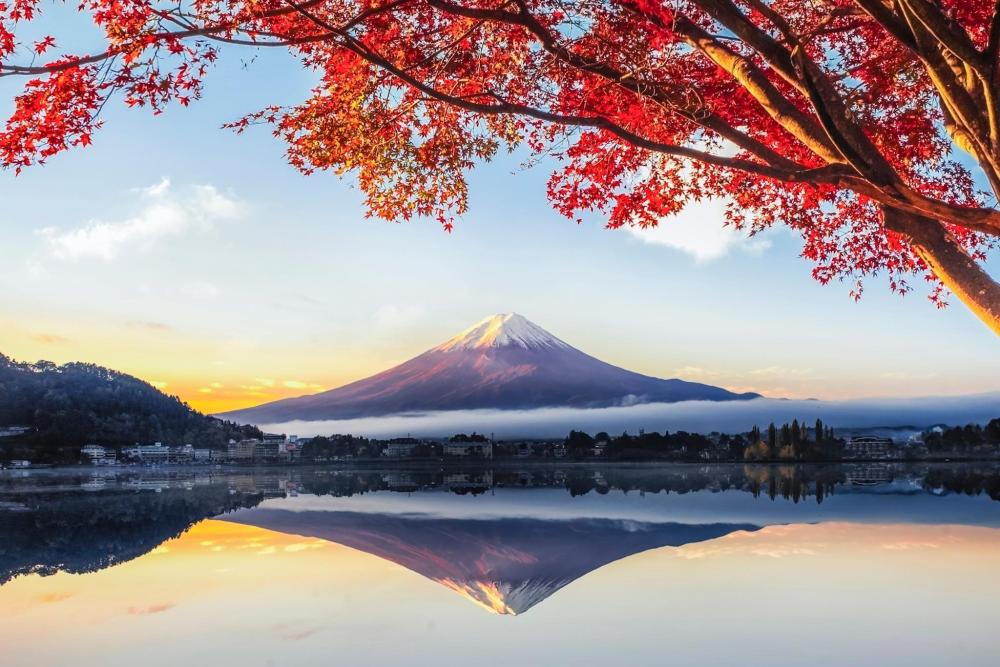 Mount Fuji in autumn, framed by a colourful tree in the foreground, showcasing vibrant autumnal foliage.