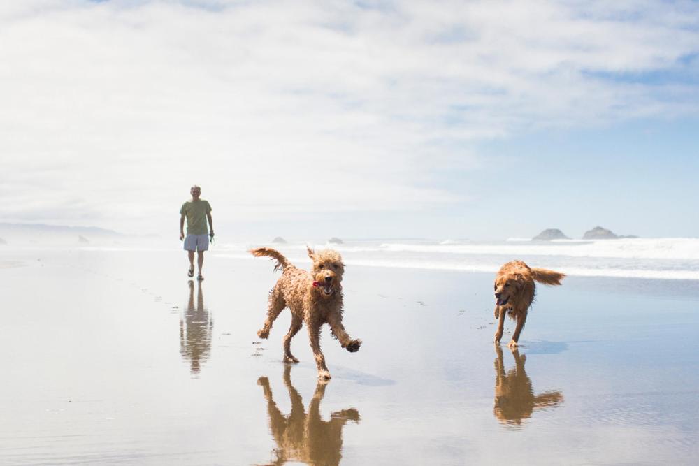 Two happy dogs enjoying the sun, sand and ocean breeze