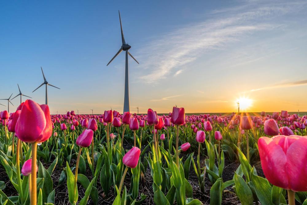 Find your peace by enjoying the sunset on the tulip fields, away from the crowds.