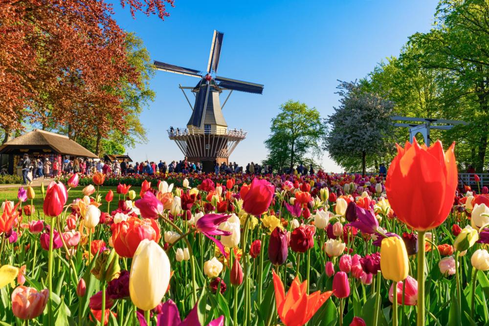 Take some time to admire the vivid colours of the tulips