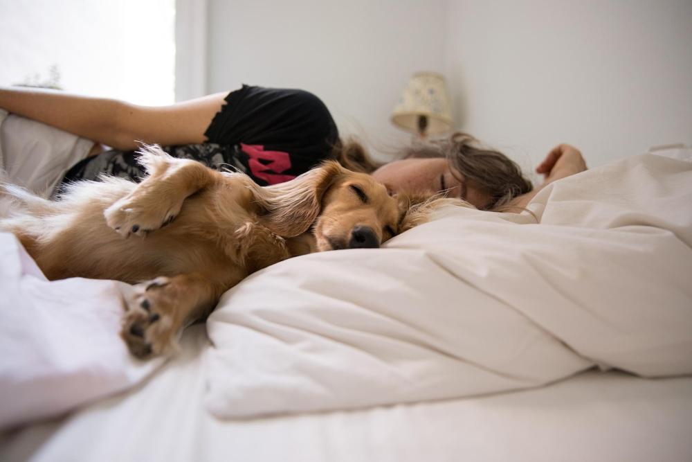 A golden long haired dachshund sleeps in bed at a hotel with their owner