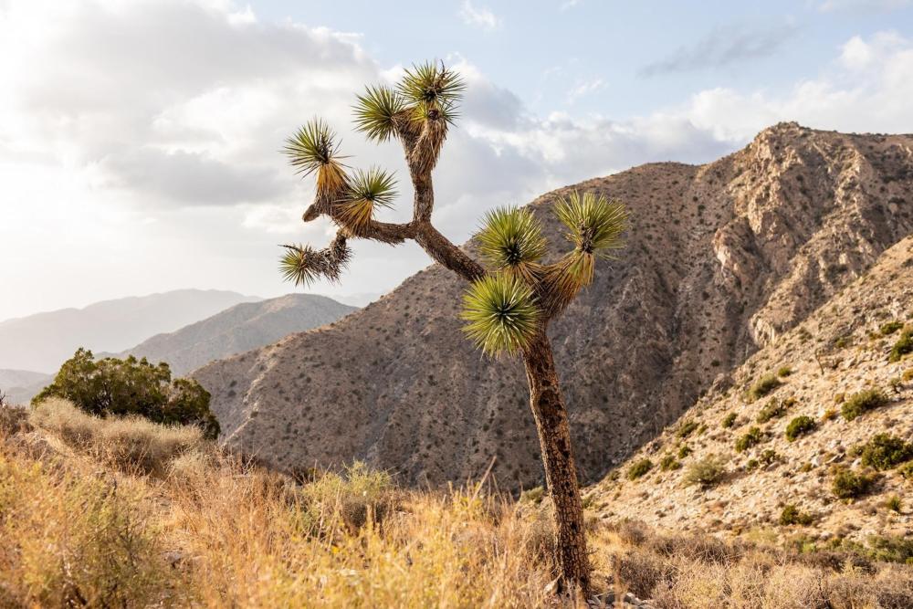 Joshua trees stand tall in the arid landscape of Joshua Tree National Park, California, highlighting the park's natural beauty