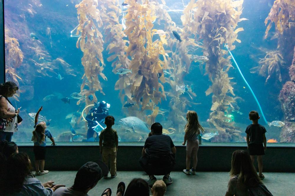 A group of children at an aquarium, enjoying the view of marine animals on display