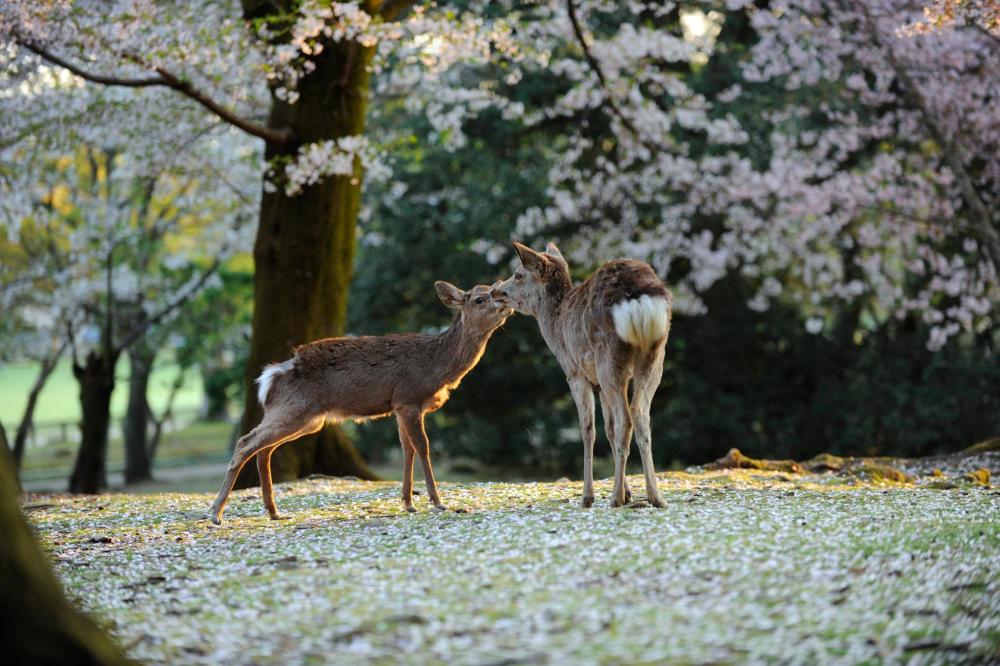 Two deer nuzzle in a forest, standing on a ground covered in fallen white petals beneath blooming cherry blossom trees