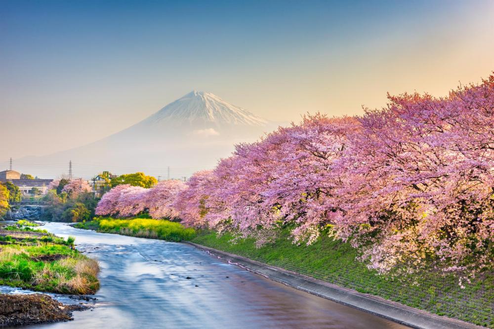 The snow-capped peak of Mount Fuji rises in the background behind a row of vibrant pink cherry blossom trees lining a river