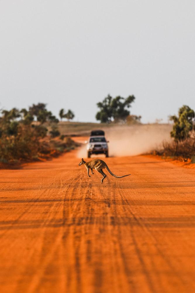 Kangaroo crossing outback road with car approaching