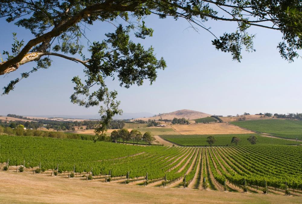 Rows of vineyard vines stretching across rural landscape.