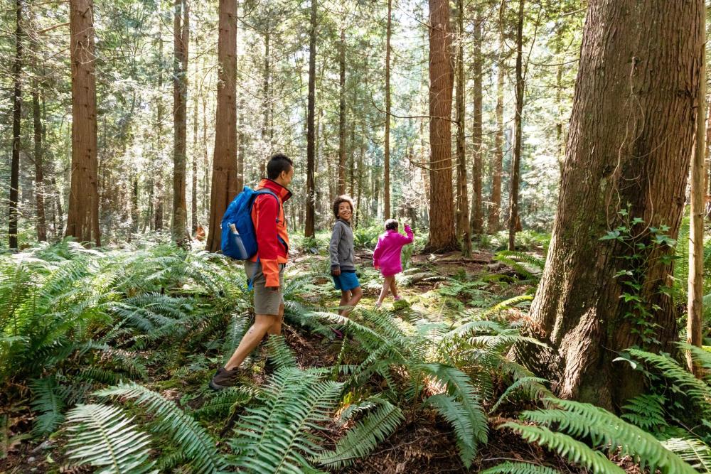 A family of three adventure through a forest. They laugh as they walk through the shrubbery together.