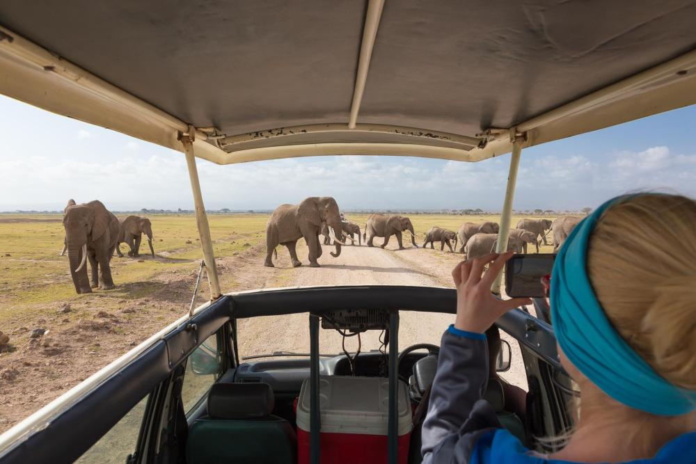 African elephants cross the road, visible from a specialized safari vehicle in Kenya