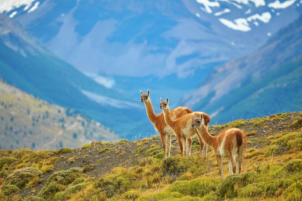 Three guanacos standing on a hillside with Patagonian mountains in the background.