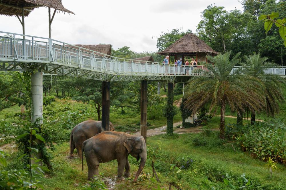 Visitors watching elephants from an elevated walkway in a tropical sanctuary.