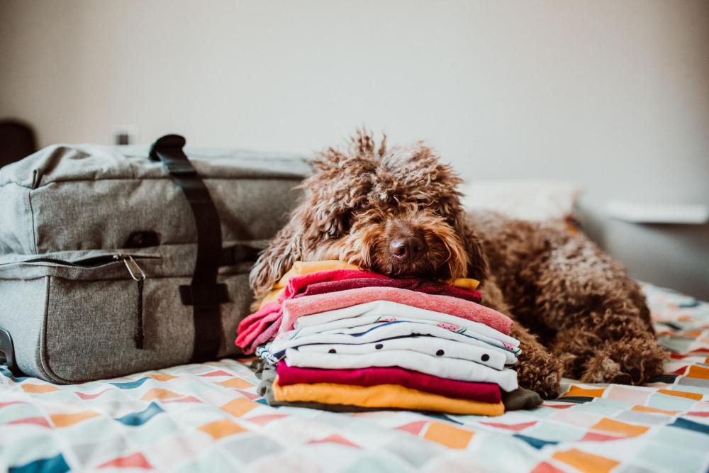 Dog resting on a bed next to folded clothes and a packed travel bag