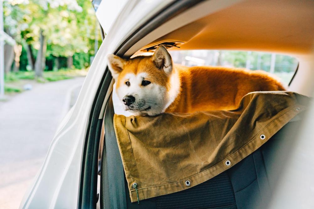 Dog resting its head on a seat cover in the back of a car, looking out through the open door