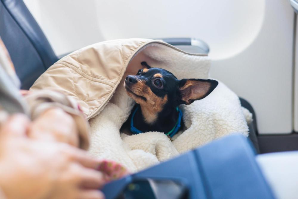 Small dog rests on an airplane seat 