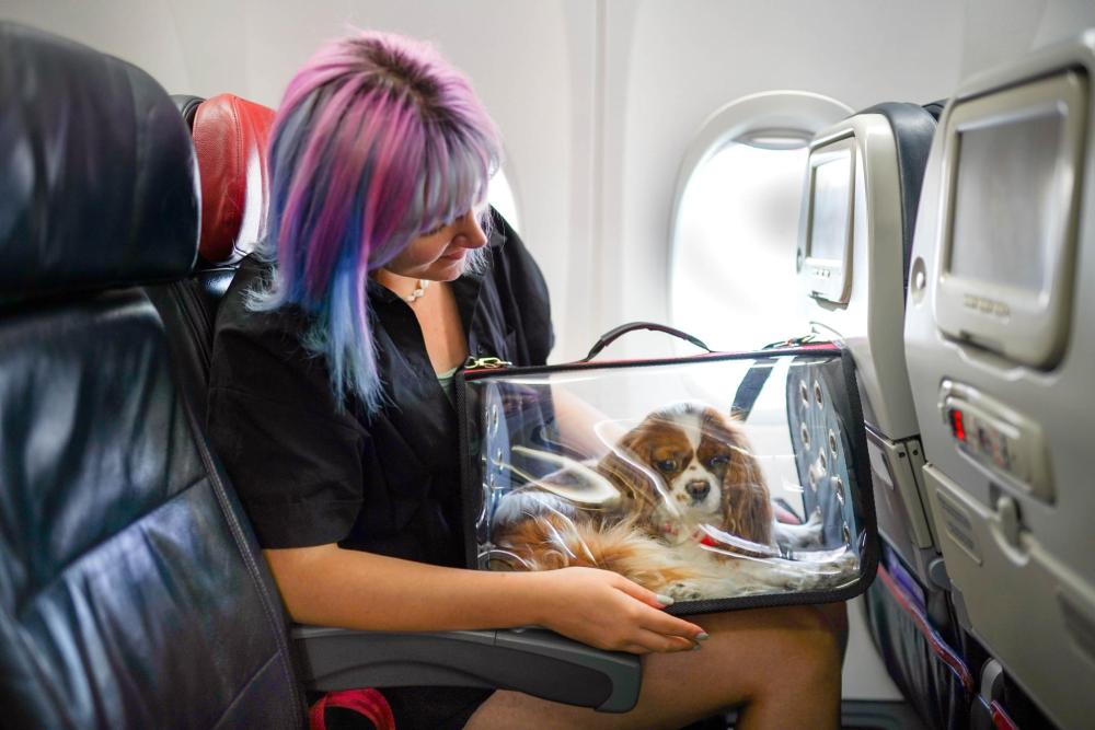 Une femme est assise dans un avion, son chien sur les genoux