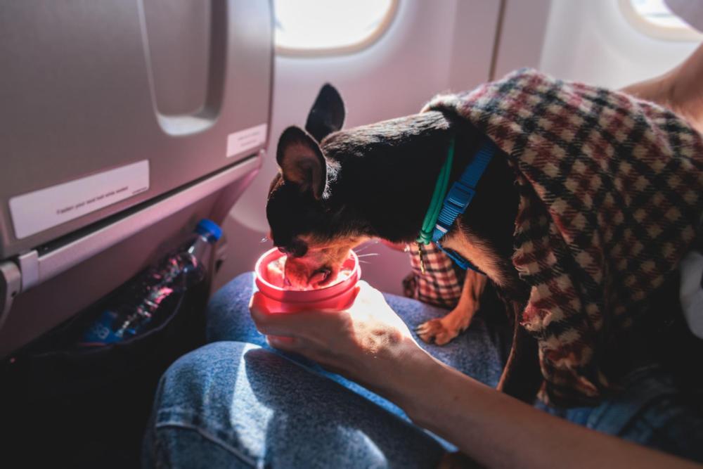 Un chien en train de manger dans une gamelle dans un avion
