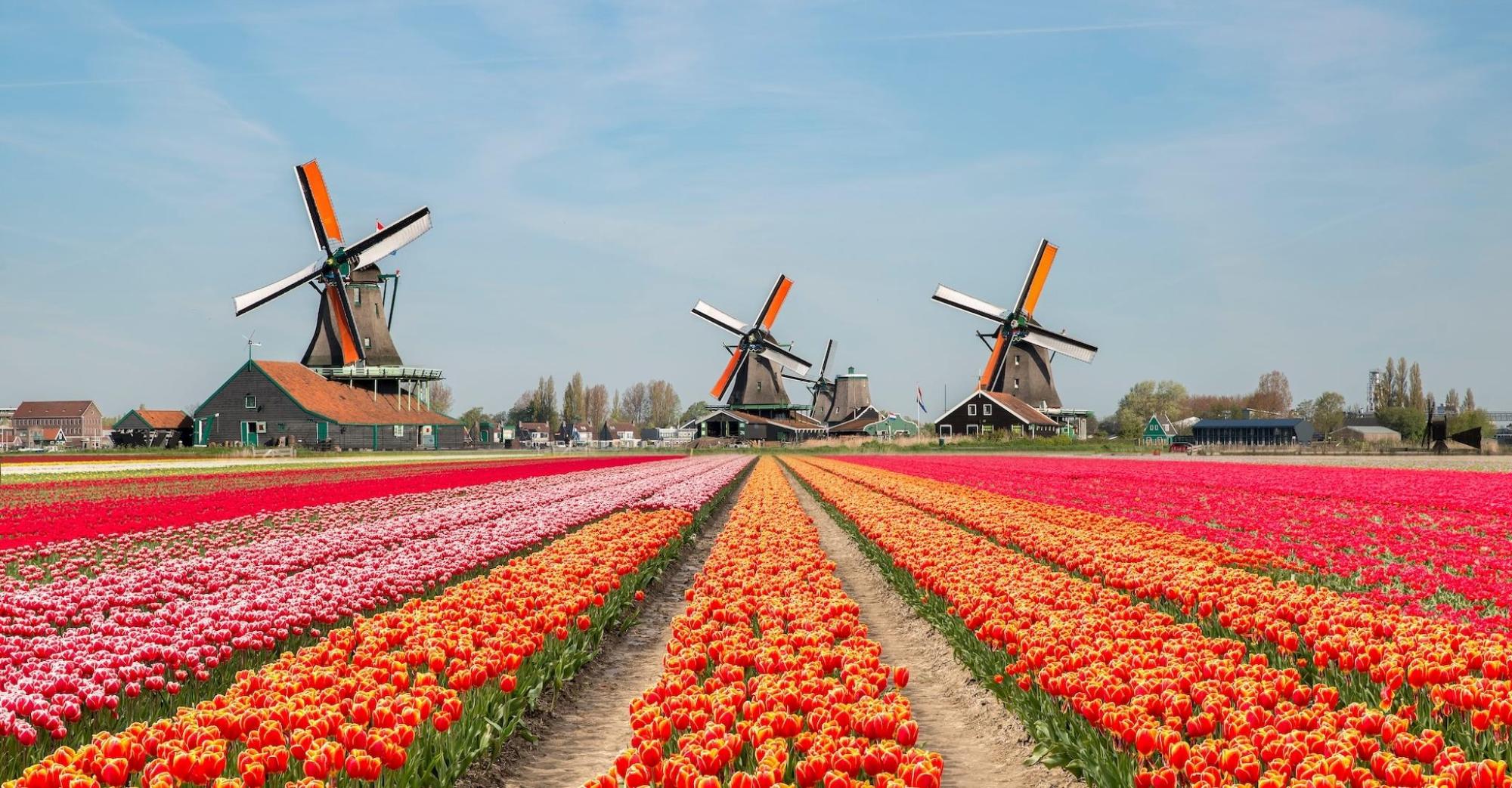 Some colourful tulips lead to windmills in the background