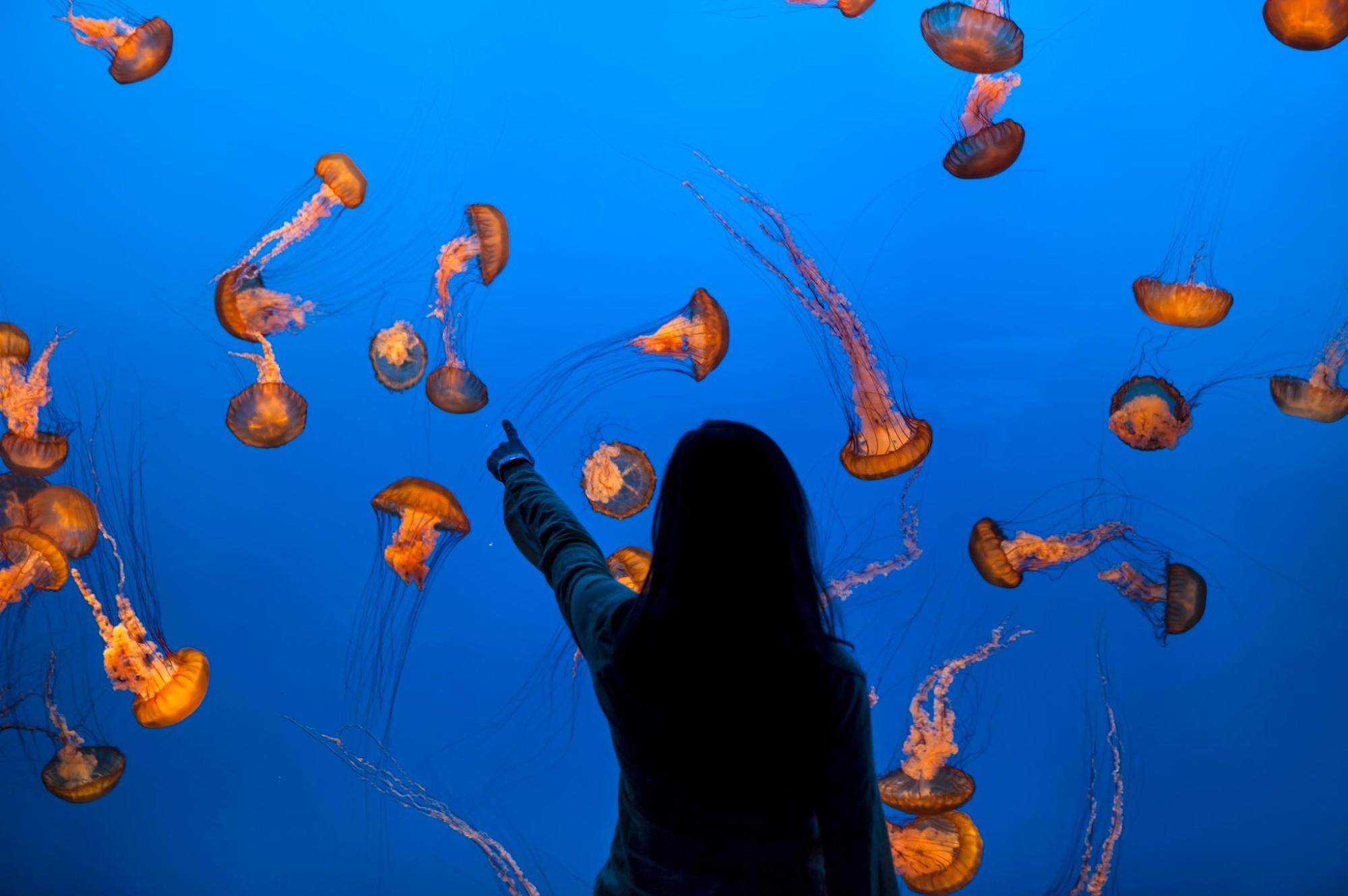 A woman observes and points at jellyfish in an aquarium