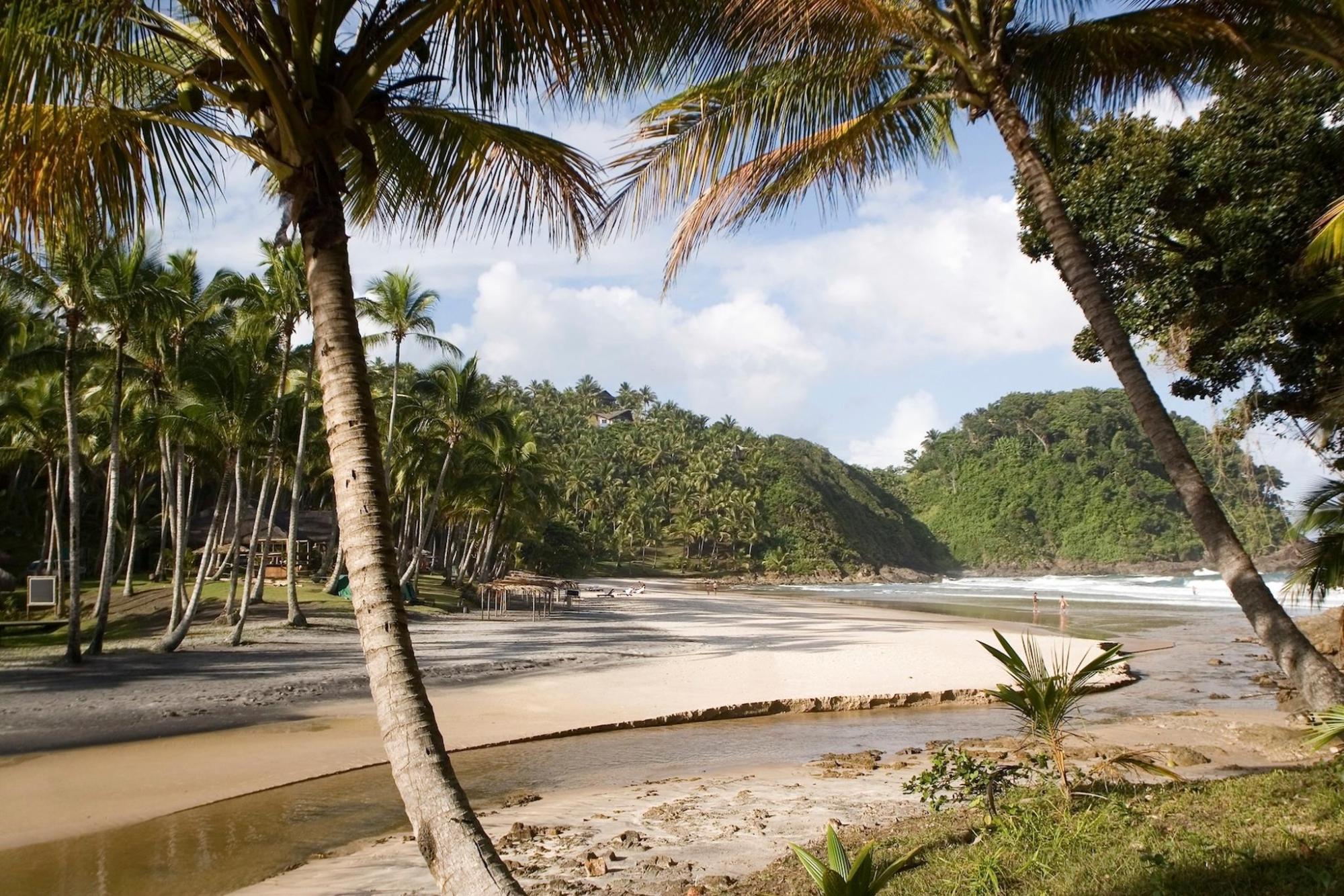 Praia brasileira com palmeiras ao vento